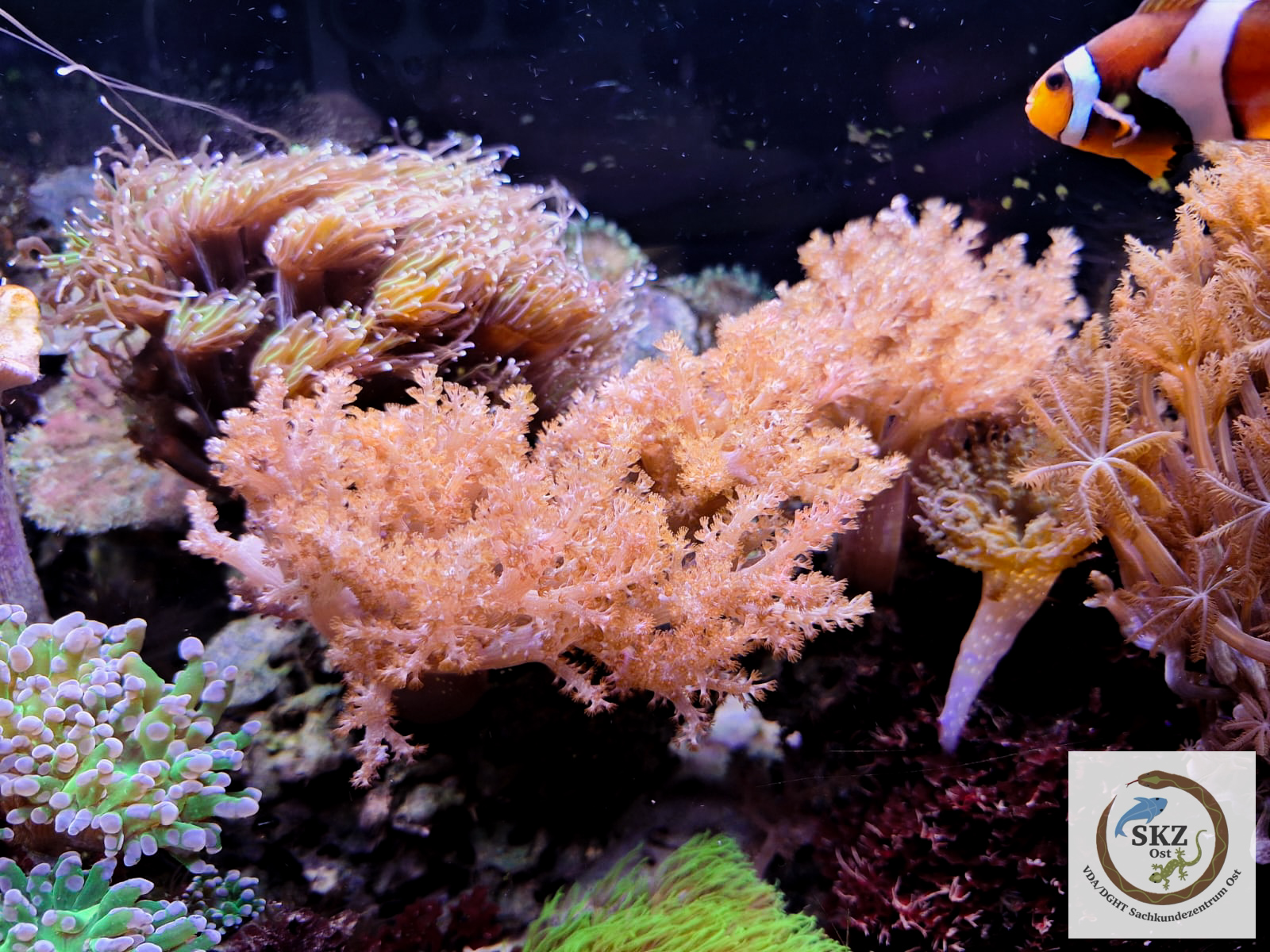 dicht bewohntes Meerwasseraquarium mit vielen verschiedenen Korallen, Anemonen und einem Clownfisch