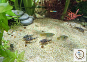 Zwei kleine Trupps Poecilia wingei (Endlers Guppy) und Hoplisoma paleatum (Marmorierter Panzelwels) vor hellem Sandboden