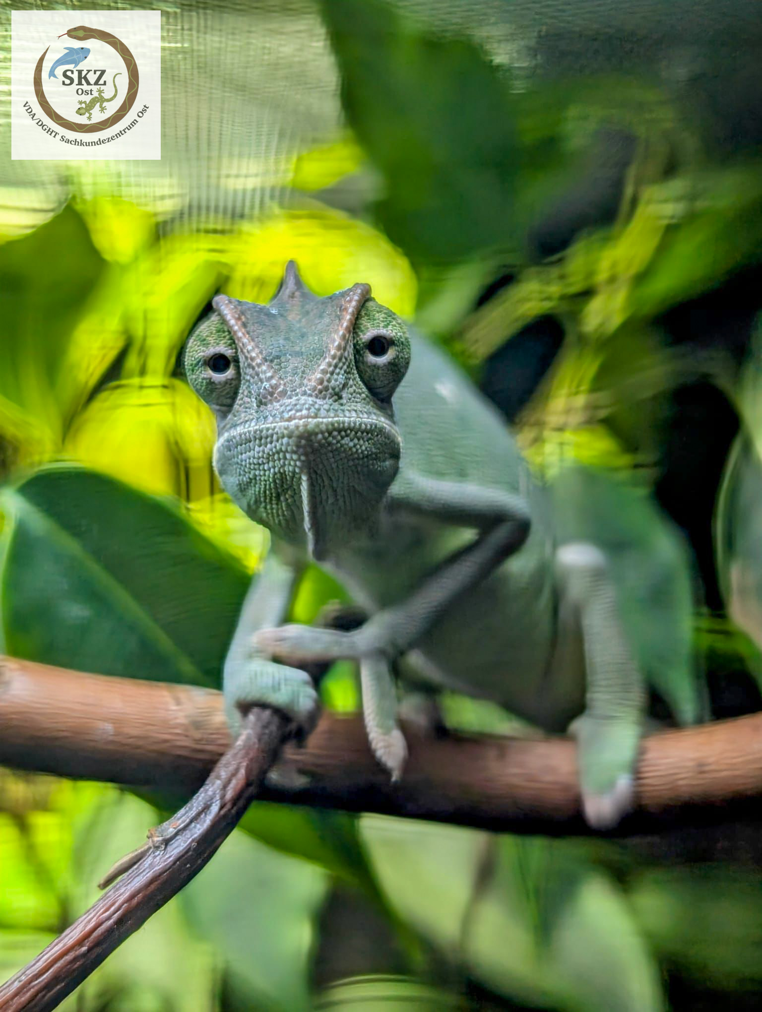 Skeptisch guckenden Chamaeleo calyptratus calcarifer, Saudi-Chamäleon von vorne auf einem Ast