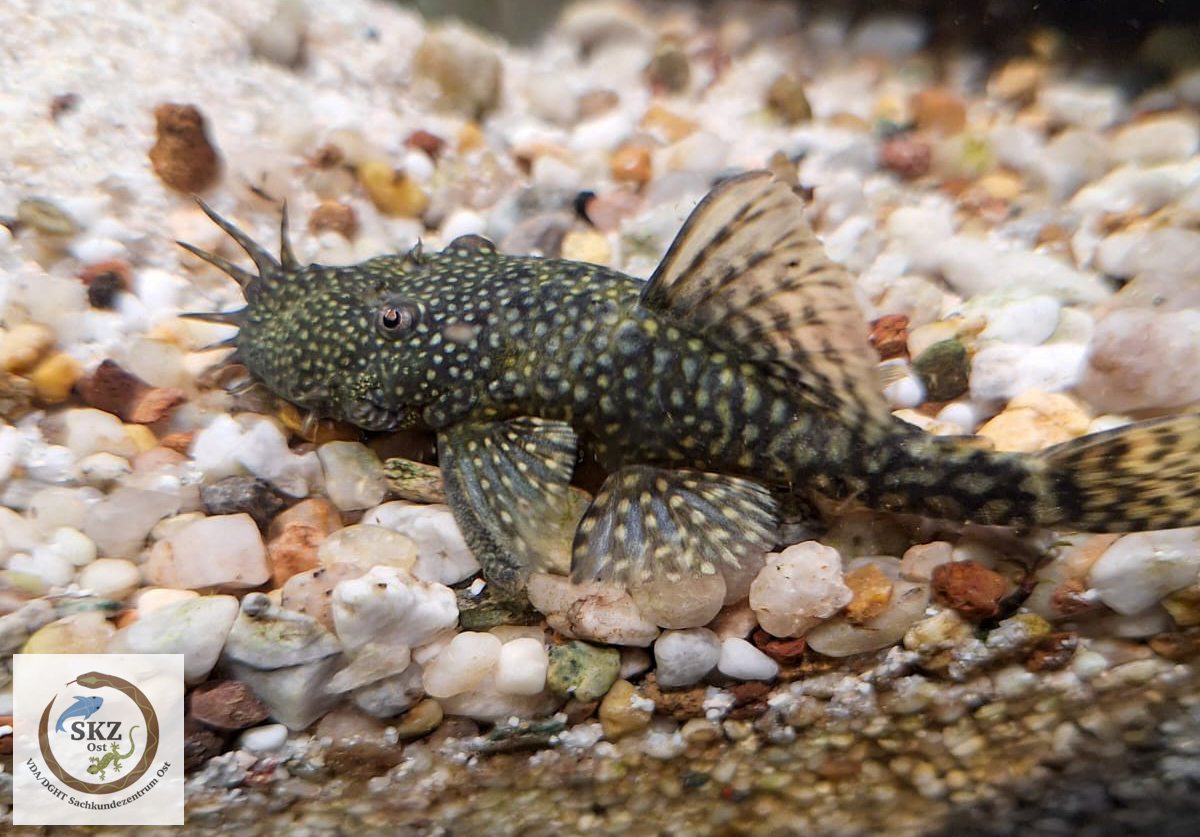 Ein männlicher Ancistrus spec., Antennen-Harnischwels auf Kiesboden im Aquarium