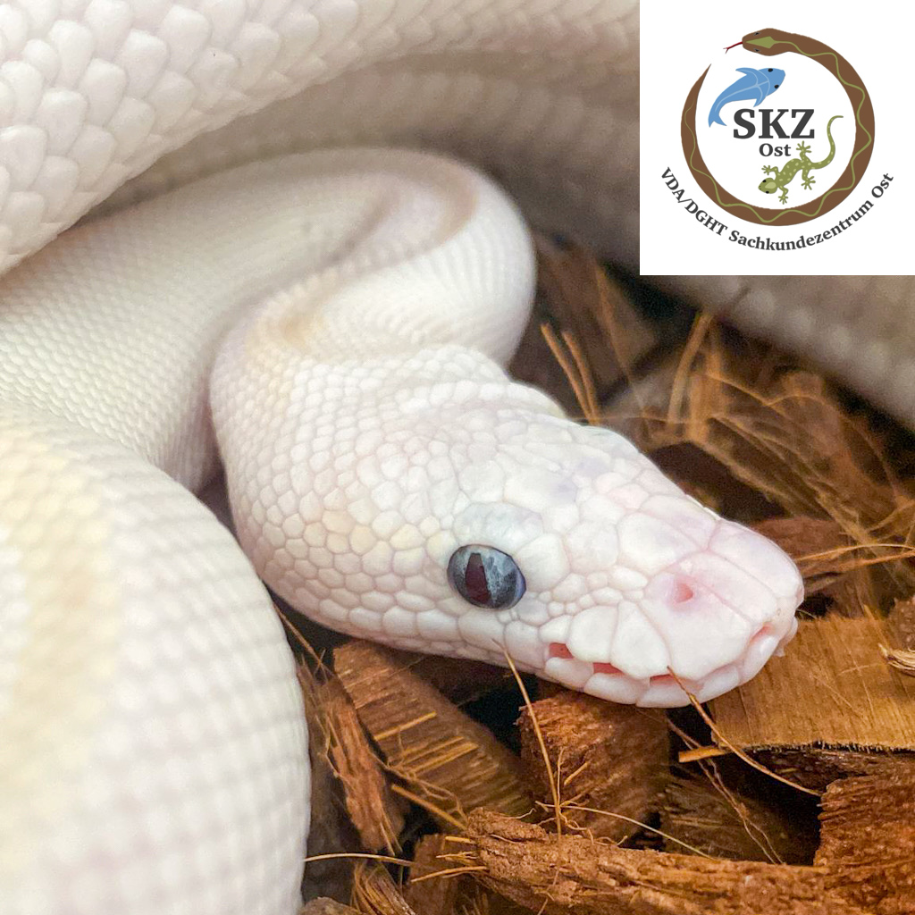 Kopfstudie einer leuzistischen Python regius, Königspython