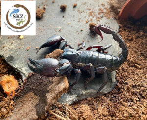 Heterometrus spec., Asiatischer Waldskorpion auf einer Steinplatte im Terrarium