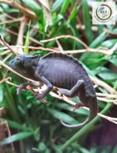 dunkel gefärbtes Trioceros cristatus (Helmchamäleon) auf dünnen Ästen im Terrarium
