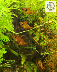 mehrere Hyphessobrycon sweglesi, Rote Phantomsalmler, schwimmen in einem dichtbepflanzten Aquarium