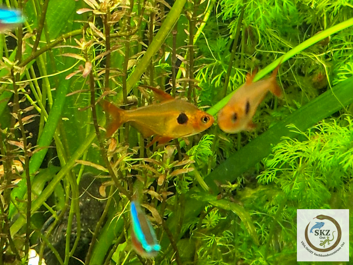 dicht bepflanztes Gesellschaftsaquarium mit Paracheirodon innesi (Roter Neon) und Hyphessobrycon sweglesi (Roter Phantomsalmler)