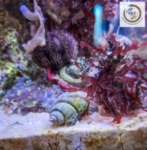 dicht besiedeltes Meerwasseraquarium mit Mespilia globulus (Globulus Seeigel) und Clibanarius rutilus (Orangeroter Einsiedlerkrebs)