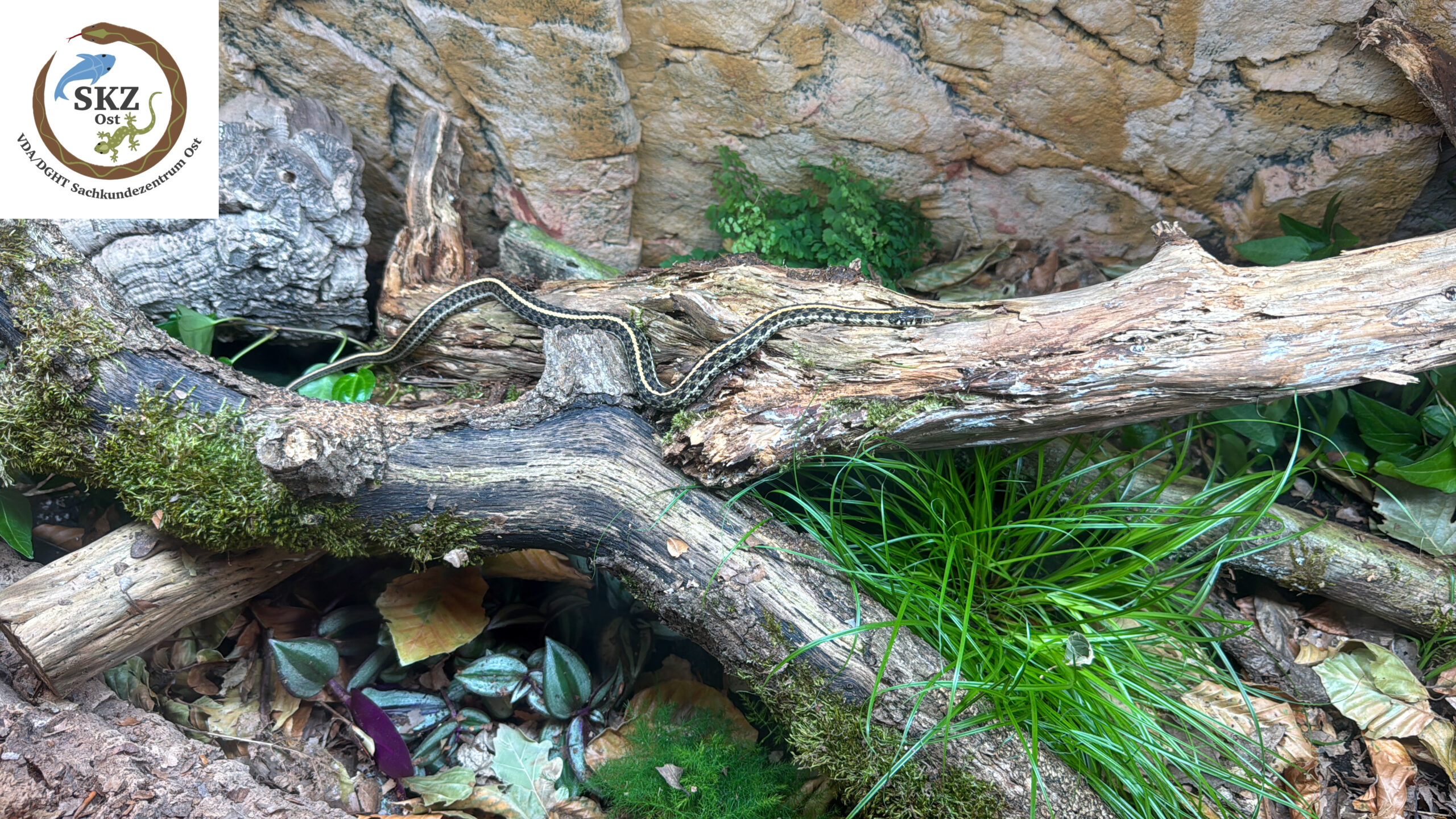 Naturnah eingerichtetes Terrarium mit einer Thamnophis radix, Prärie Strumpfbandnatter, auf einem Ast
