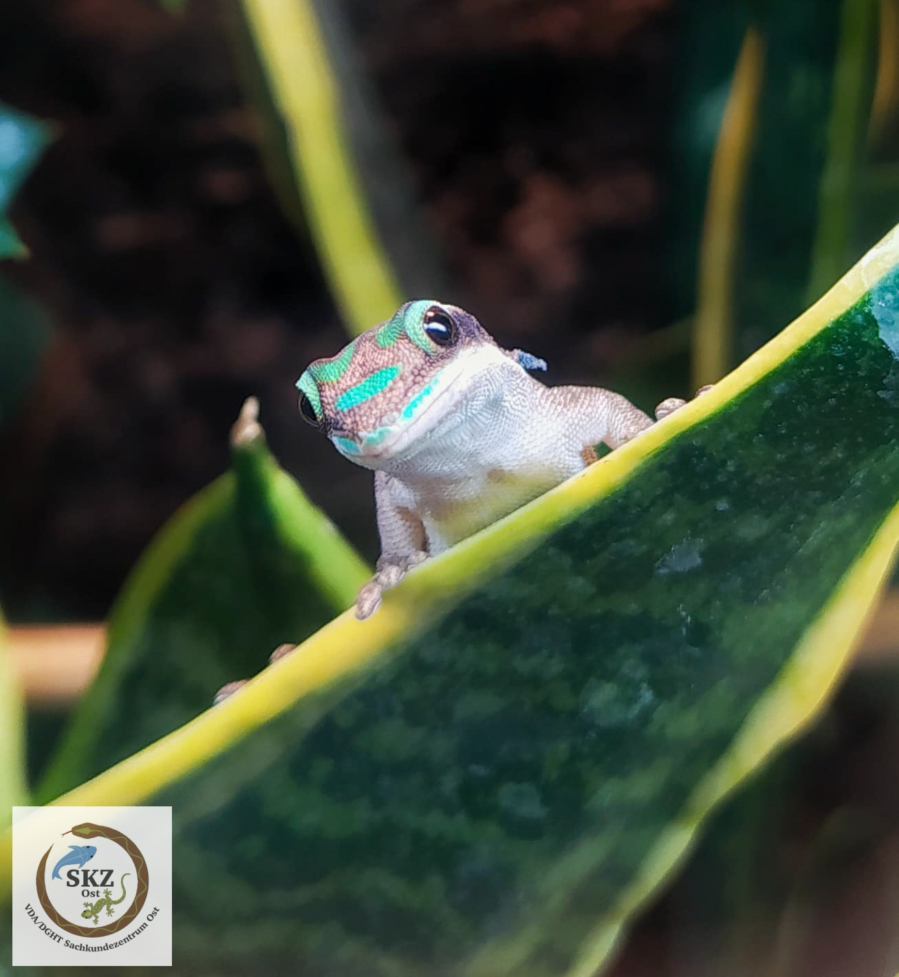 ein Phelsuma ornata, Ornament Taggecko, schaut hinter dem Blatt einer Sansevieria hevor