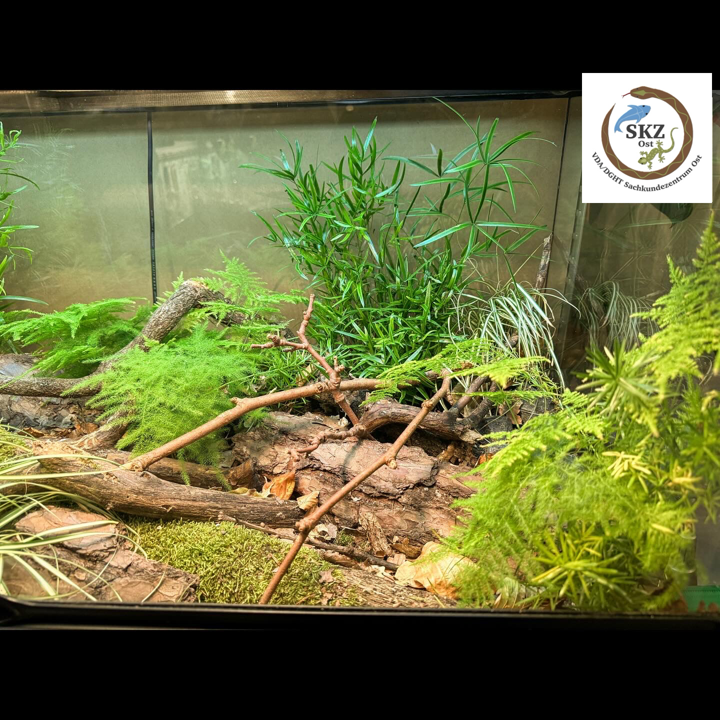 Ausschnitt eines naturnah eingerichteten Terrariums für Thamnophis spec.