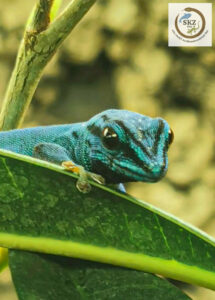 Ein Lygodactylus williamsi (Himmelblauer Zwergtaggecko) schaut hinter einem großen Blatt hervor