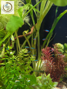 bunt bepflanztes Aquarium mit einer Gruppe Paracheirodon axelrodi, Roter Neon