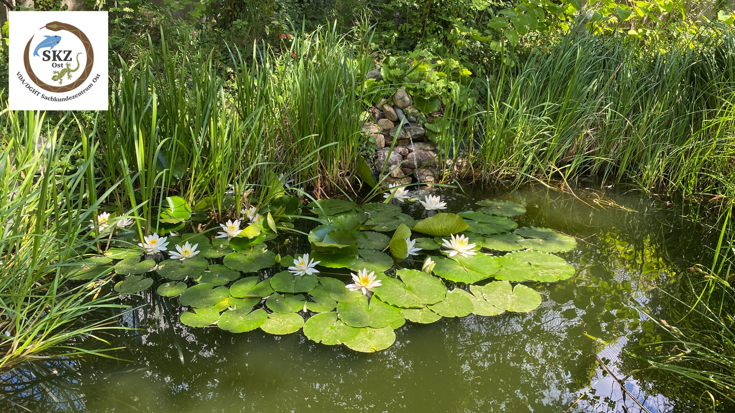 gut bepflanzter Gartenteich mit blühenden weißen Seerosen