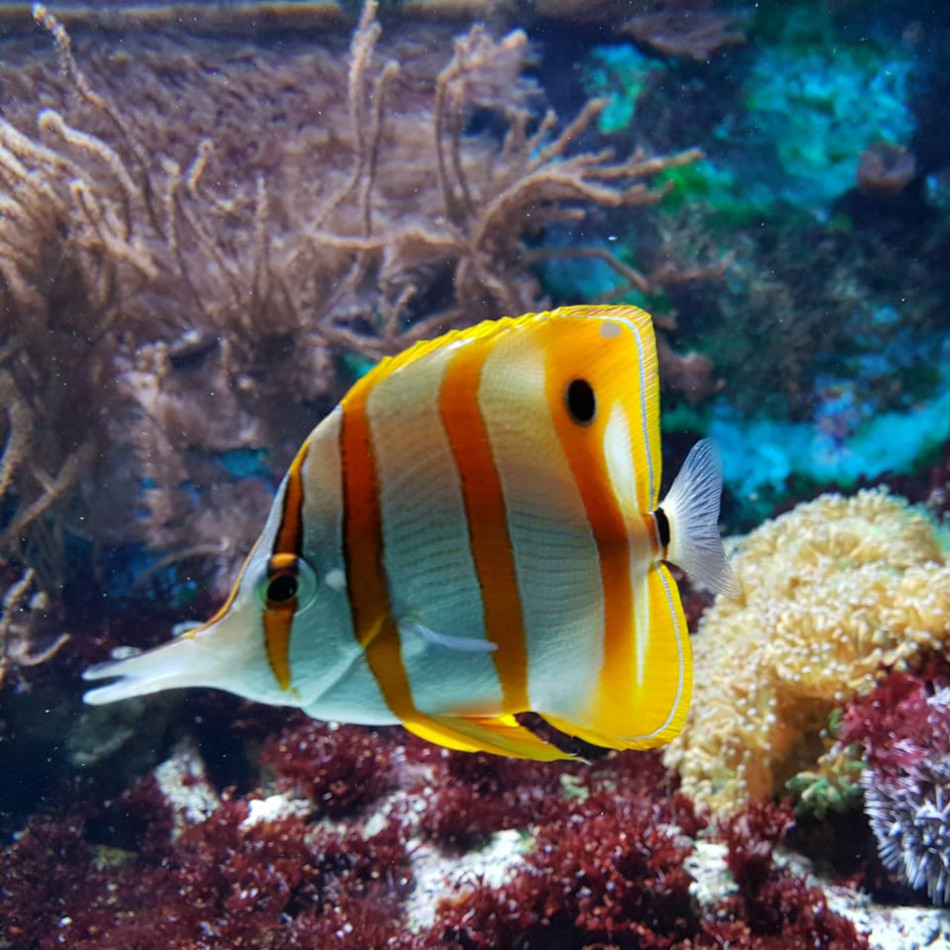 Chelmon rostratus, Orangebinden-Pinzettfisch im Meerwasseraquarium