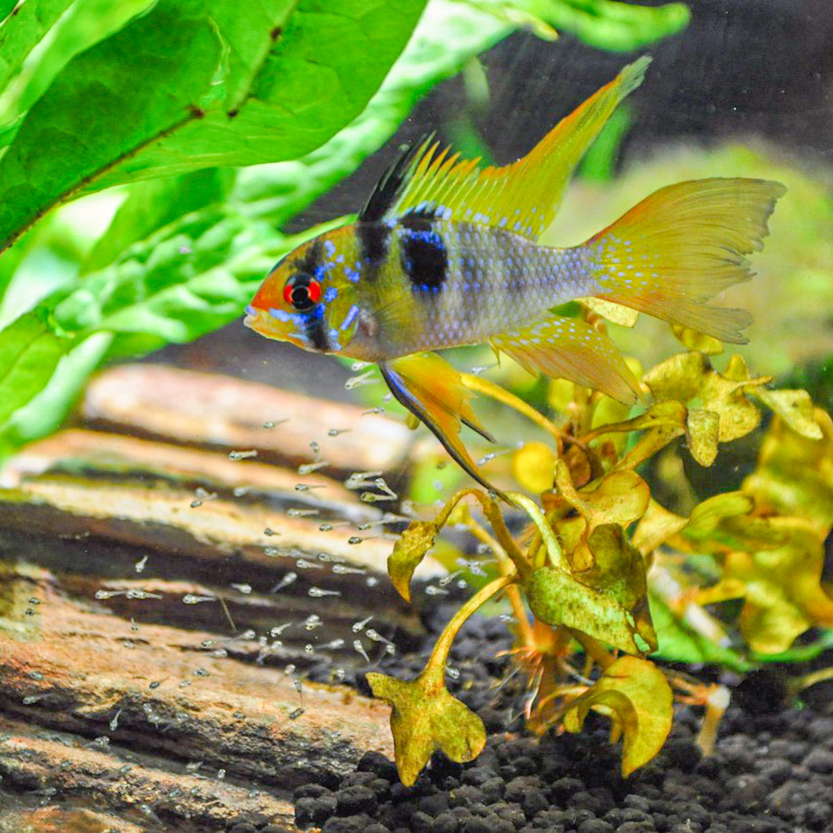 Mikrogeophagus ramirezi, Schmetterlingsbuntbarsch mit Nachwuchs im Aquarium