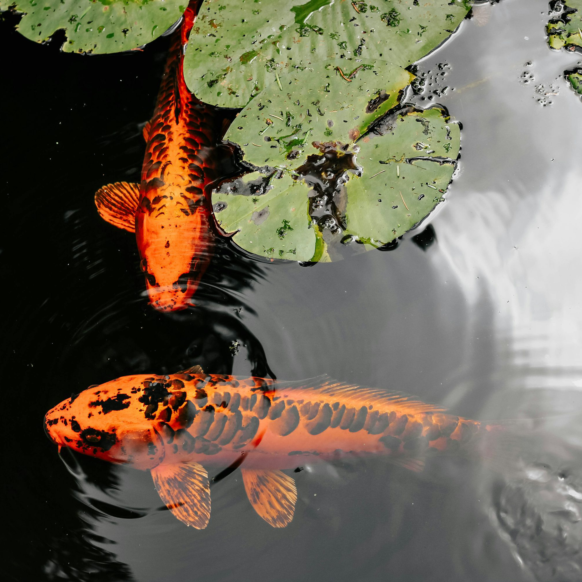 Cyprinus carpio (rubrofuscus), zwei orangene Koikarpfen mit schwarzen Schuppen im Gartenteich mit Seerosen
