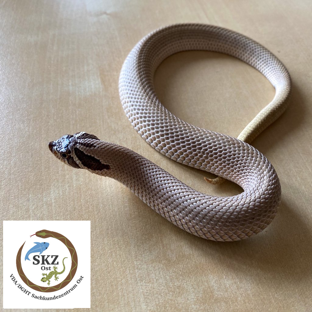 Eine kleine Heterodon nasicus, Westliche Hakennasennatter, Farbform Superconda liegt auf einem Holztisch