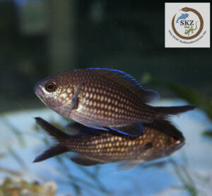 Zwei Chromis chromis, Mönchsfisch, im Aquarium