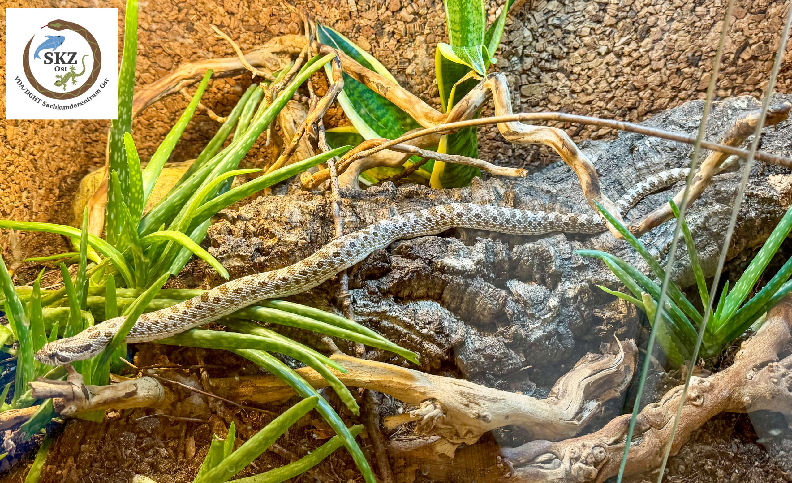 Heterodon nasicus, Westliche Hakennasennatter schlängelt auf einer Korkröhre im Terrarium