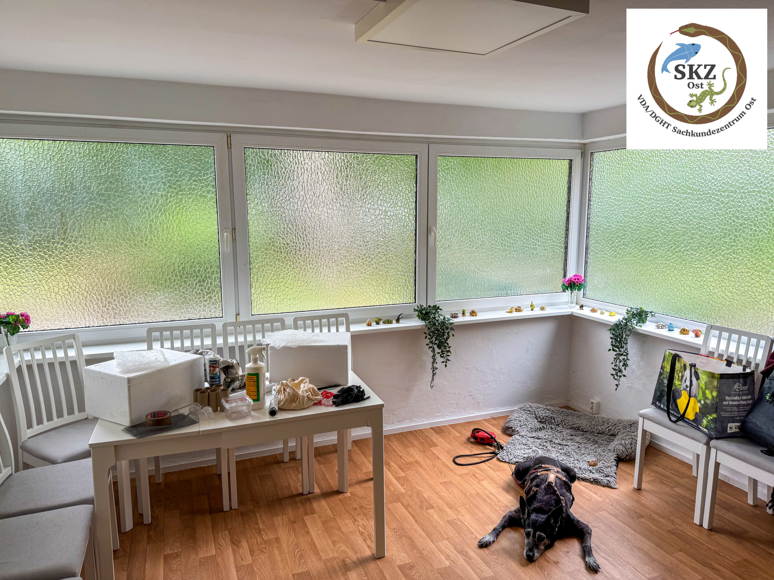 Raum mit großer Fensterfront und einem Tisch mit Terraristikzubehör für Transporte, auf dem Boden liegt ein Hund