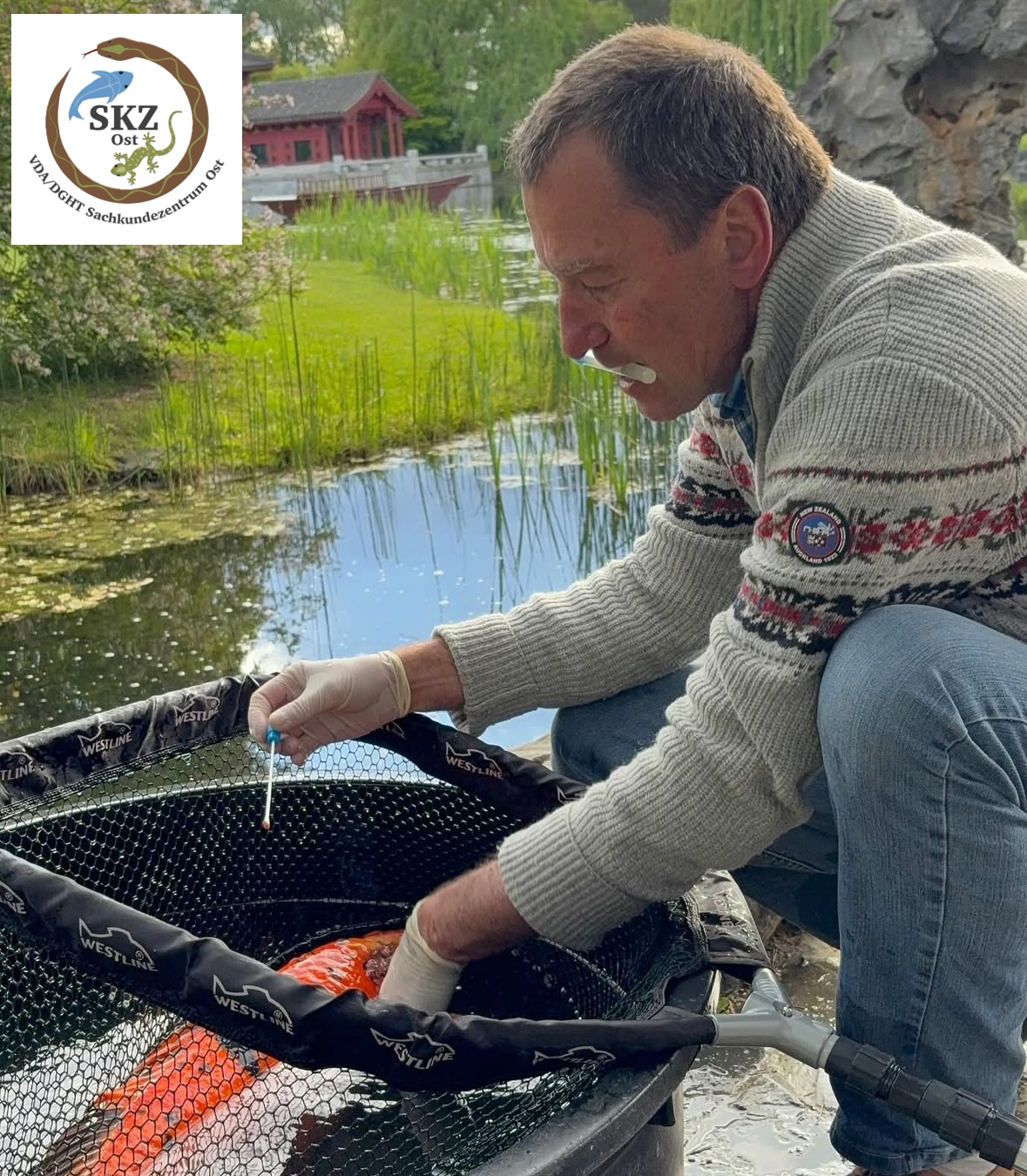 Tierarzt Jan Wolter behandelt einen Koi im Kescher vor einem großen Teich