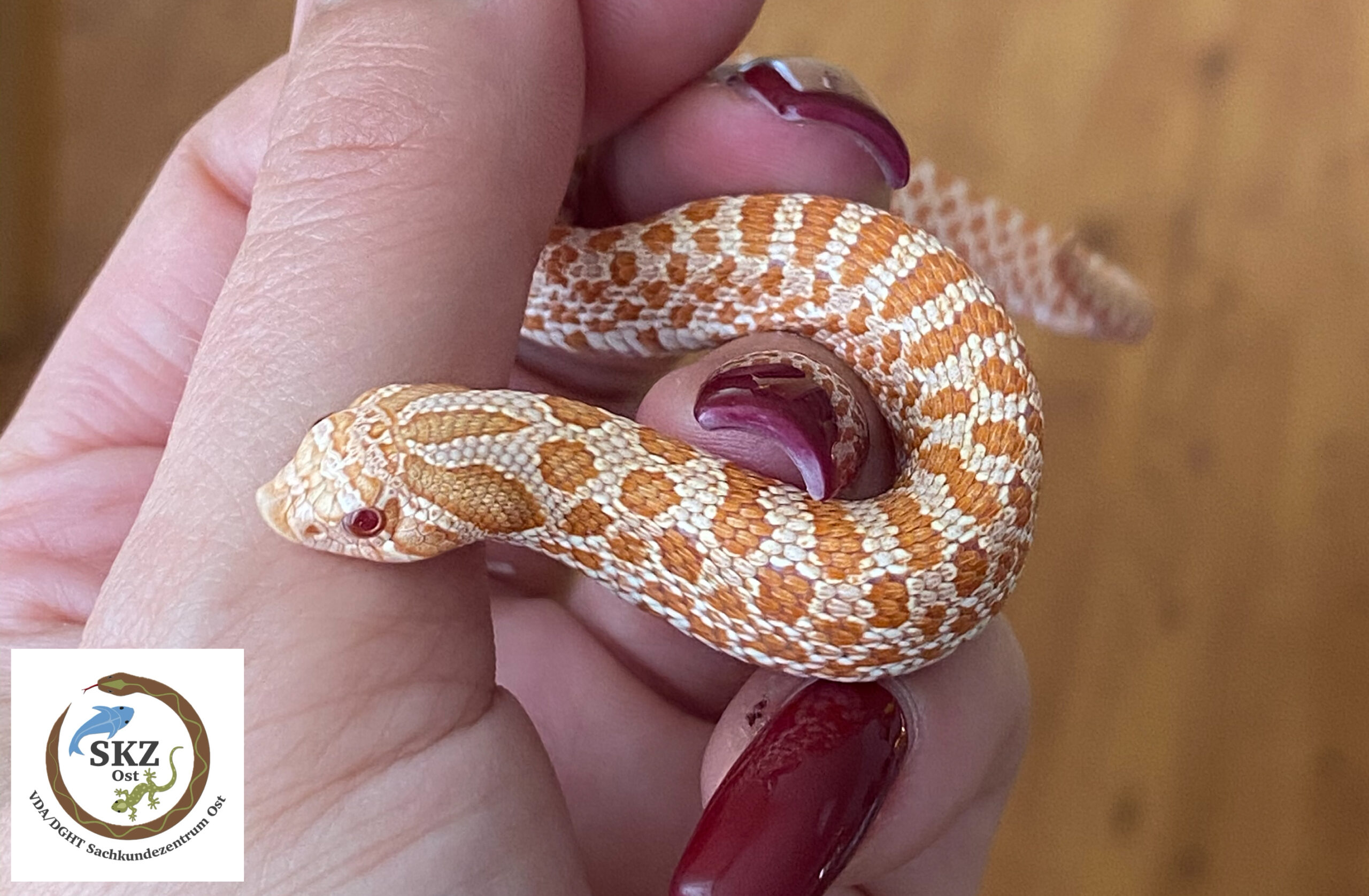 Eine Frauenhand hält eine junge, albinotische Heterodon nasicus, Westliche Hakennasennatter