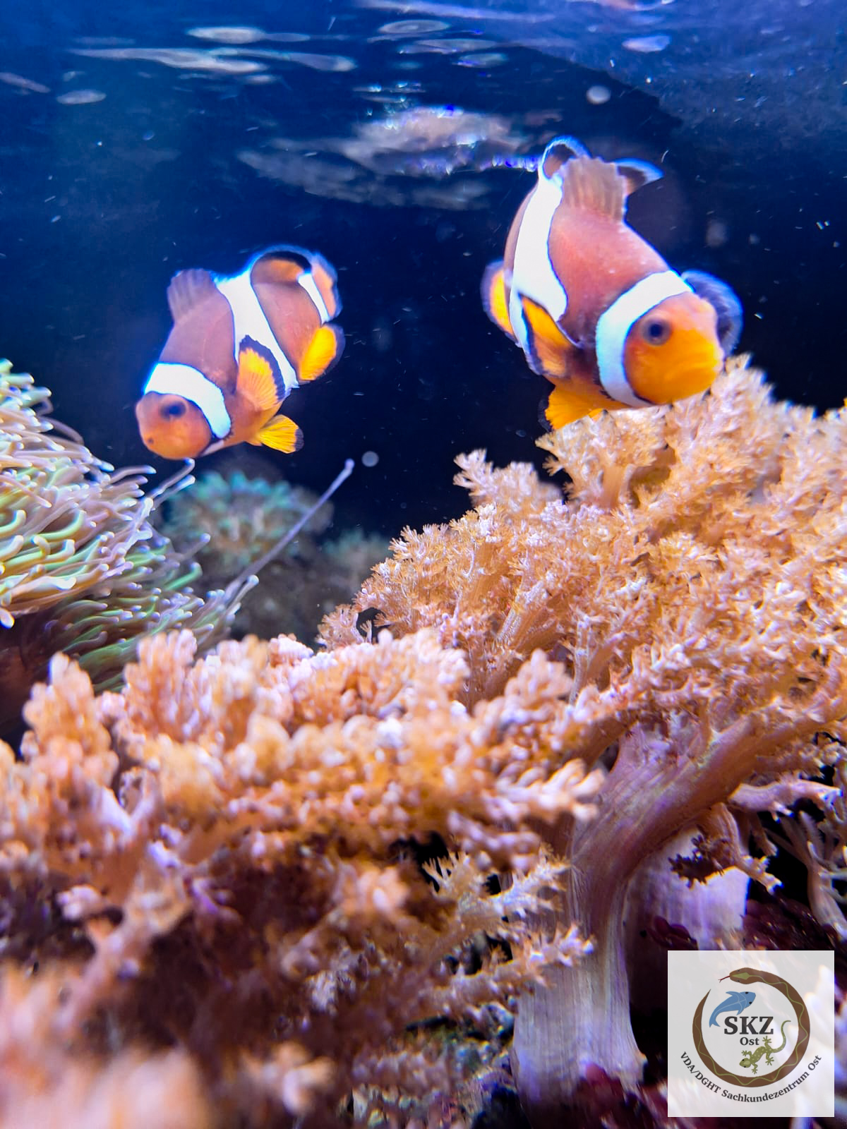 Zwei Clownfische schwimmen über einer Koralle im Meerwasseraquarium