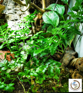 Naturnah eingerichtetes Terrarium mit Holz und Pflanzen