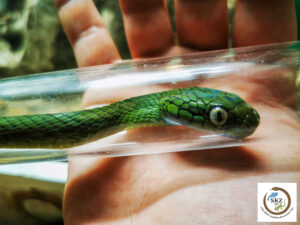 Boiga cyanea, Grüne Nachtbaumnatter, in einem Tube zur Untersuchung