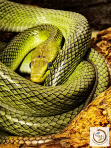 Eingerollte Gonyosoma oxycephalum, Spitzkopfnatter in Nahaufnahme