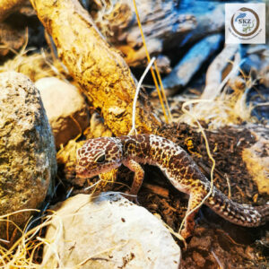 Eublepharis fuscus, Westindischer Leopardgecko, zwischen Steinen und Ästen im Terrarium