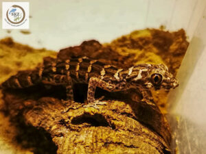 Hemidactylus imbricatus, Rübenschwanz Viperngecko sitzt auf einem Stück Kork