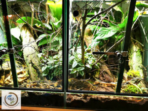 zwei kleinere, naturnah eingerichtete Terrarien mit vielen Ästen, Pflanzen und Blättern für Terrarien für Madagascarophis colubrinus, madagassische Katzenaugennatter