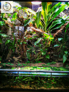 artgemäßes Paludarium für Gastropholis prasina, Grüne Baumeidechse, mit dicht bepflanzter Rückwand und großem Wasserteil