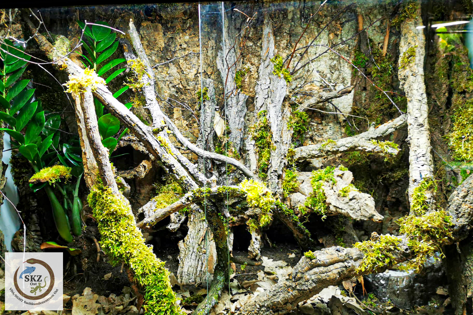 naturnah eingerichtetes Terrarium für Echinops telfairi (Kleiner Igeltanrek) mit vielen Ästen und bemoosten Wurzeln