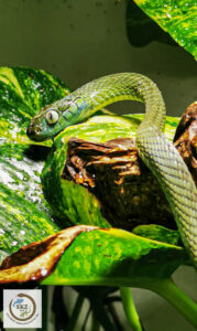 Vorderansicht einer Boiga cyanea, Grüne Nachtbaumnatter, vor feuchten Blättern im Terrarium