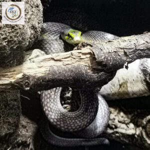 zwischen dicken Ästen zusammengerollte Gonyosoma oxycephalum, Spitzkopfnatter