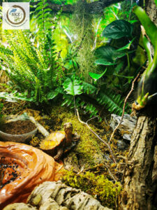 Geoemyda spengleri, Chinesische Zackenerdschildkröte, in naturnah eingerichtetem Terrarium mit vielen Pflanzen und Moos