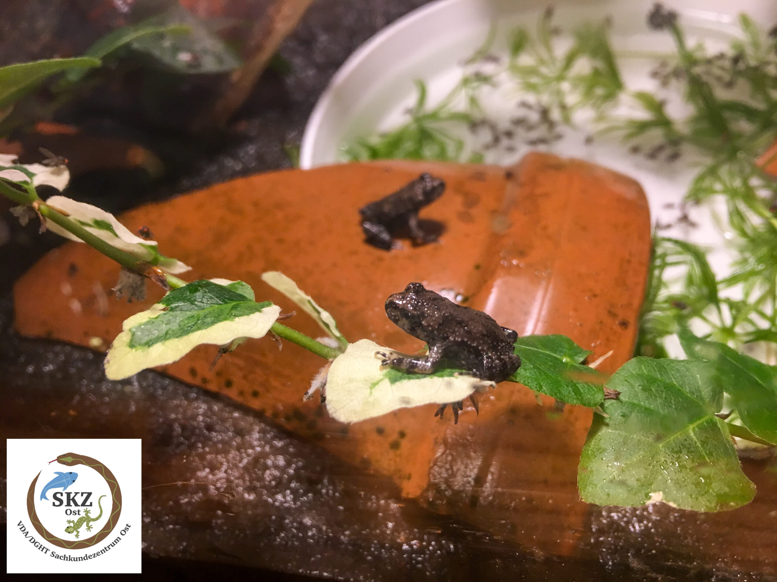 zwei junge Bombina orientalis, Chinesische Rotbauchunken in einem Aufzuchtterrarium