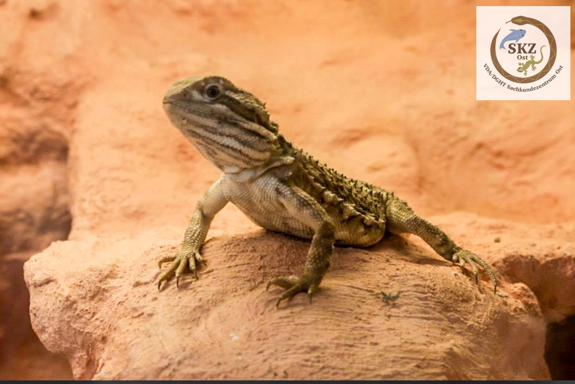 eine Pogona henrylawsoni, Zwergbartagame, sitzt auf dem künstlichen Felsen einer modellierten Rückwand