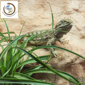 Pogona henrylawsoni, Zwergbartagame, vor einer als Felswand gestalteten Rückwand im Terrarium