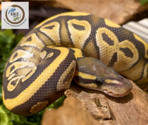 Nahaufnahme eines jungen Python regius (Königspython) der Farbform Mojave Ghost, der zusammengerollt auf einer Wurzel liegt