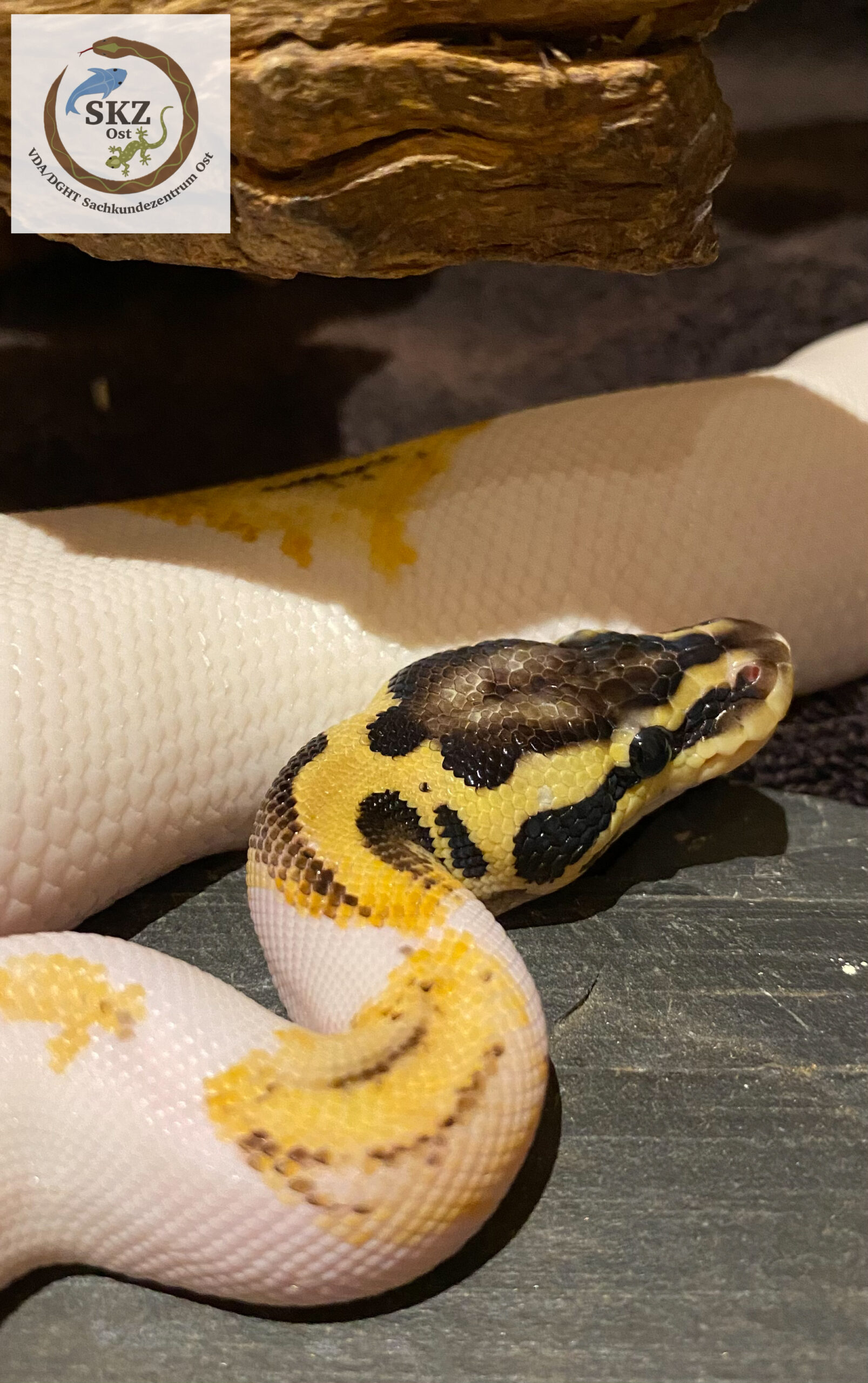 Kopfstudie eines Python regius, Königspython, Superpastel Piebald