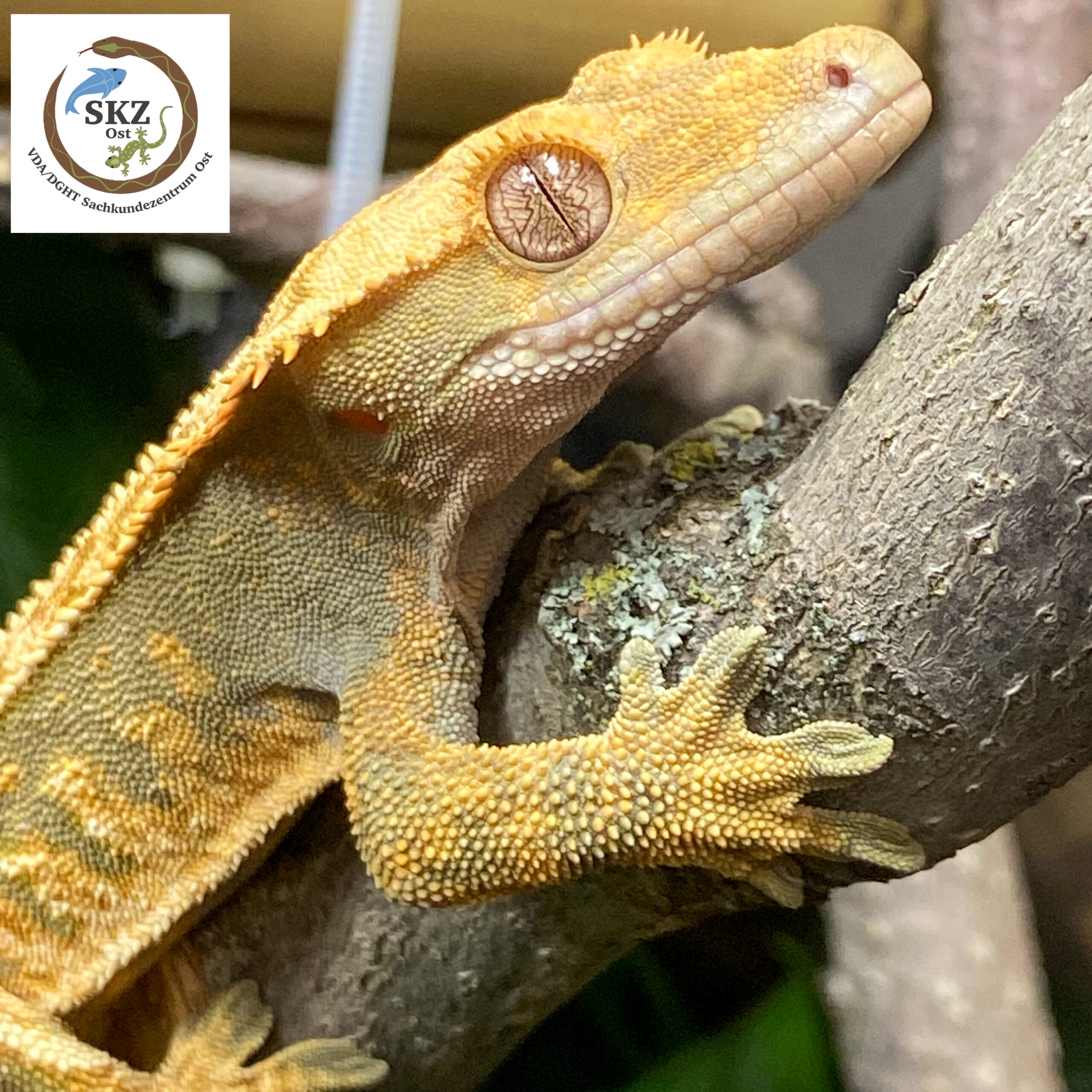 Vorderansicht eines gelbbraunen Correlophus ciliatus (Kronengecko) der auf einem Ast sitzt