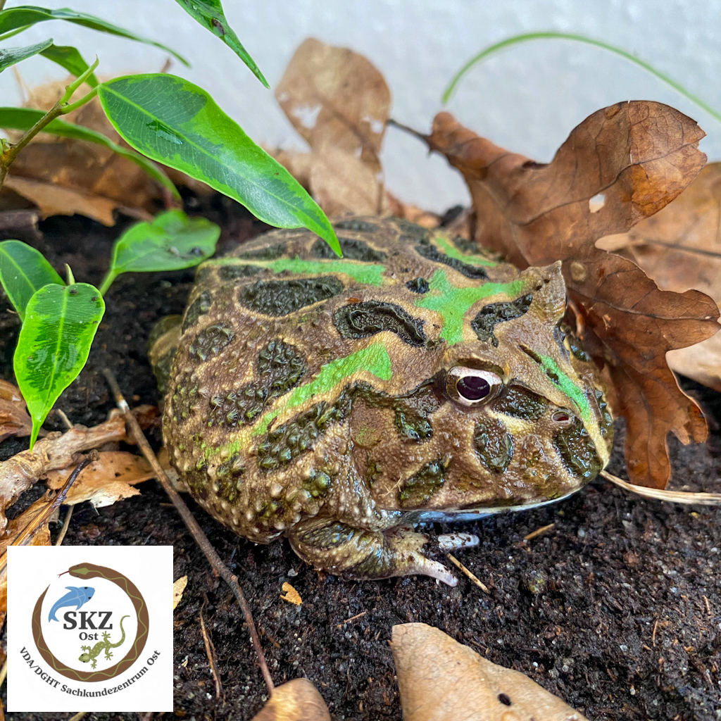 junger Ceratophrys cranwelli, Schmuckhornfrosch zwischen Blättern im Terrarium