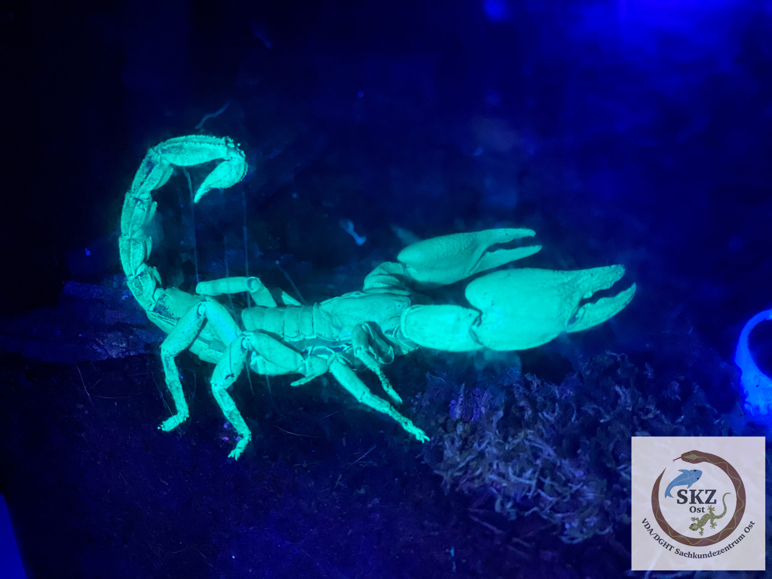 fluoreszierend hellblau leuchtender Skorpion Heterometrus spec., Asiatischer Waldskorpion, im Schwarzlicht, vor dunkelblauem Hintergrund