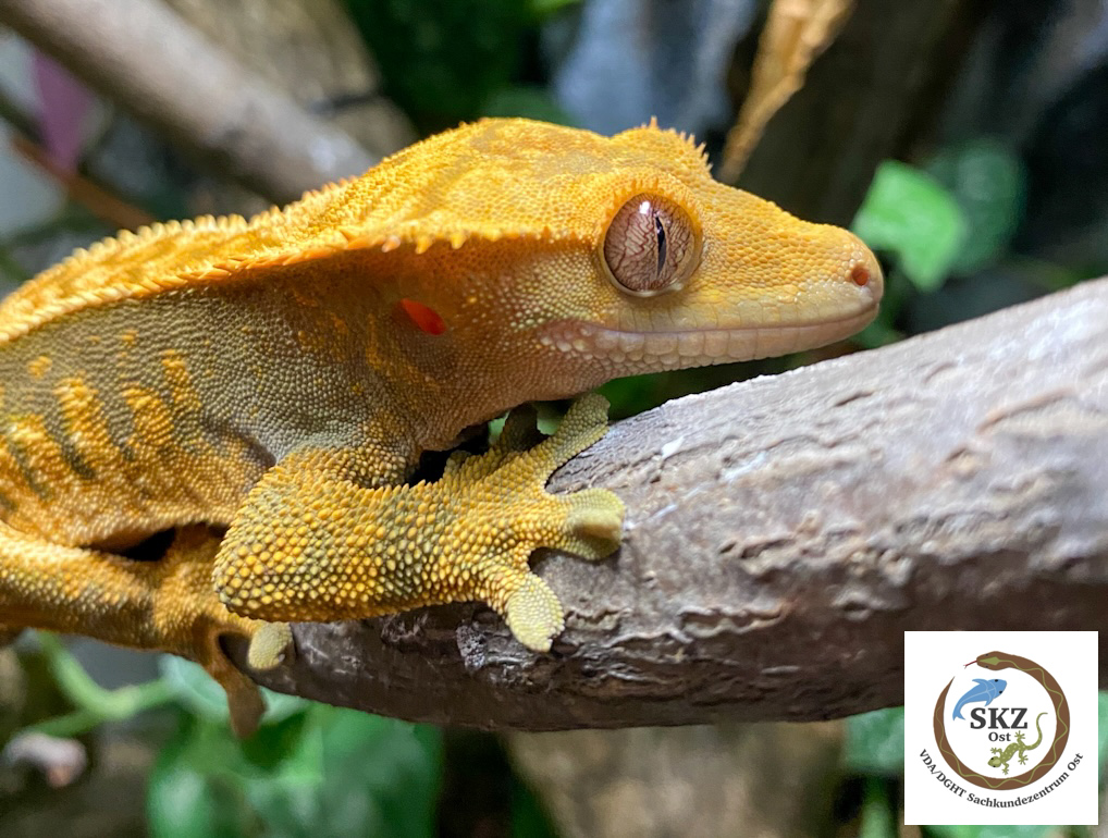 Vorderansicht eines gelblichen Correlophus ciliatus, Kronengecko auf einem Ast