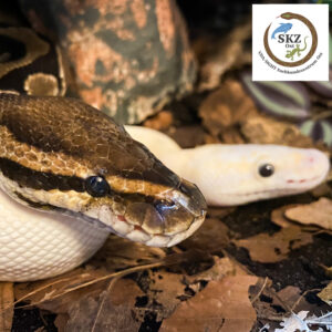 zwei Köpfe von Python regius, Königspython, vorne wildfarben und im Hintergrund leuzistisch