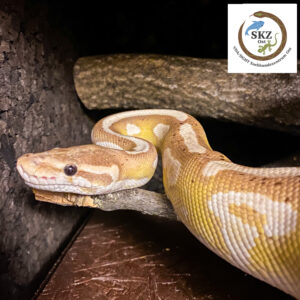 Vorderansicht einer Python regius, Königspython, Farbmorph Banana Mojave im Terrarium