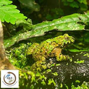 Bombina orientalis, Chinesische Rotbauchunke im gut bepflanzten Aquaterrarium
