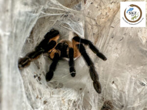 Monocentropus balfouri, Blaue Jemenvogelspinne schau aus einem stark zugewebten Höhleneingang